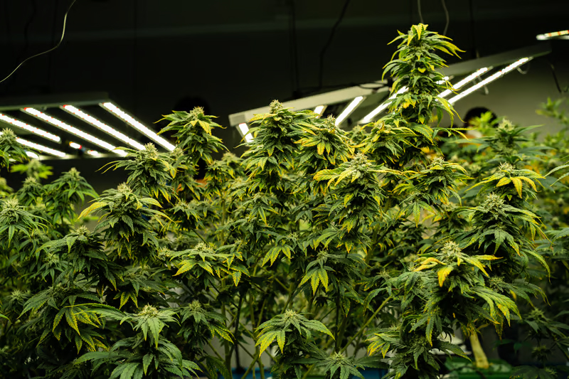 About Saint Cannabis